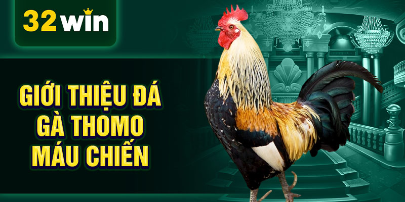Giới thiệu đá gà Thomo máu chiến