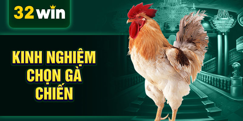 Kinh nghiệm chọn gà chiến Kinh nghiệm chọn gà chiến